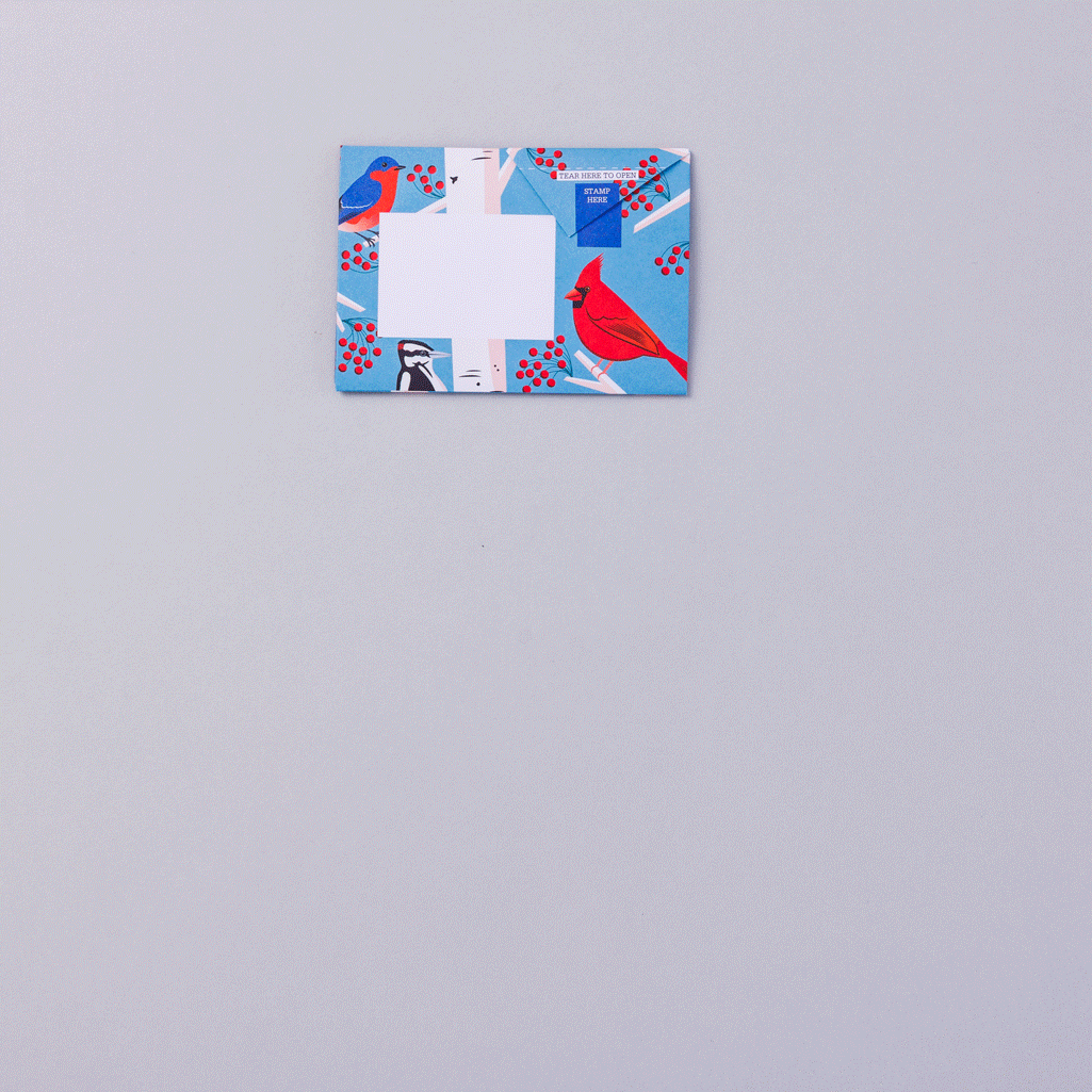 Carnival of Colour Pigeon - Image 2